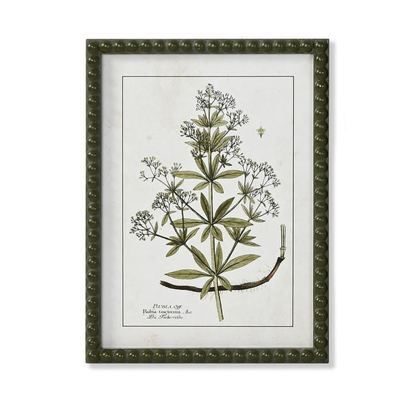 Cuadro decorativo estilo vintage con ilustración botánica antigua y marco verde oliva en relieve