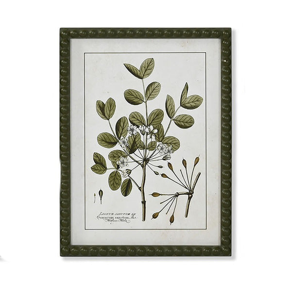 Cuadro decorativo estilo botánico con ilustración antigua de Guajacum sanctum y marco verde oliva vintage