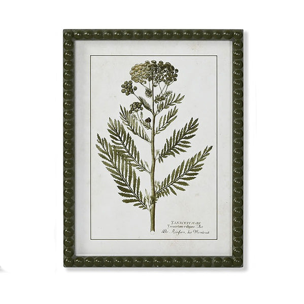 Cuadro decorativo botánico de Tanacetum vulgare con marco verde oliva estilo vintage