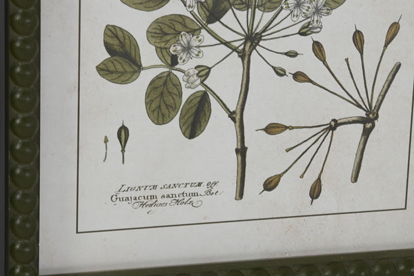 Primer plano de ilustración antigua de Tanacetum vulgare con hojas y flores en cuadro vintage