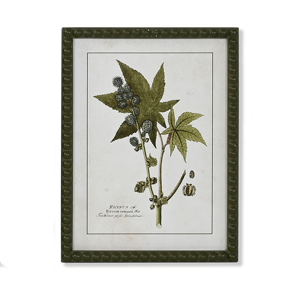 Lámina botánica enmarcada con ilustración de la planta Ricinus communis, estilo vintage