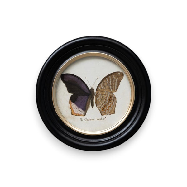 cuadro decorativo redondo mariposa T. Clarissa Boisd marco negro Brocantia tienda decoración Oviedo