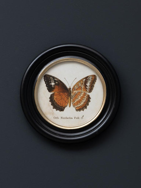 detalle cuadro naturalista mariposa exótica cethosia nicobarica marco redondo madera negro vintage brocantia