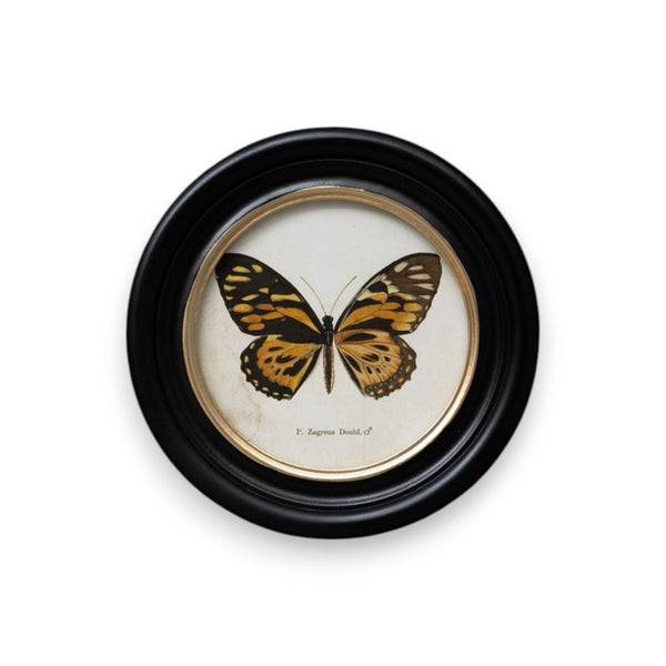 cuadro redondo decorativo con ilustración de mariposa P. Zagreus Doubl. en marco negro estilo antiguo – Brocantia decoración Oviedo