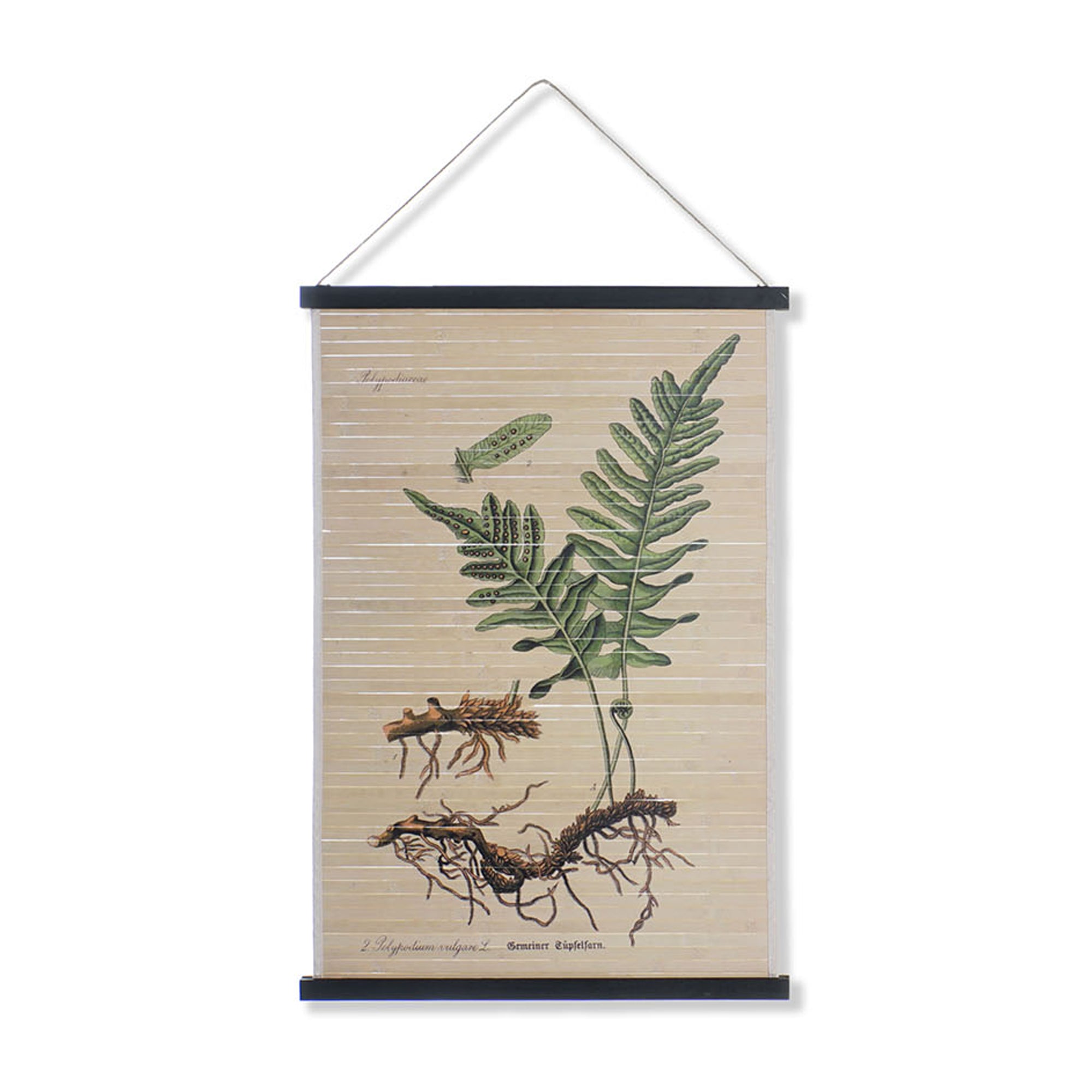 Cartel tablas madera botánico (modelo 1)