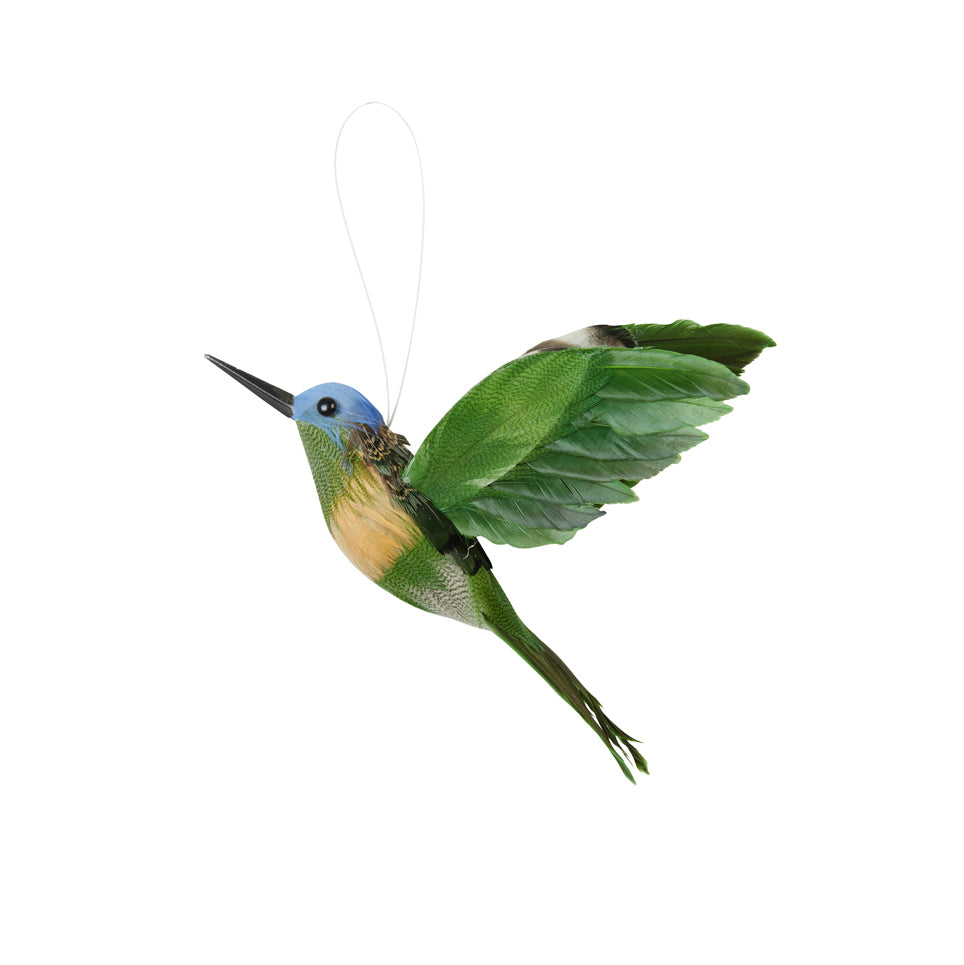 Colibrí plumas azul y verde