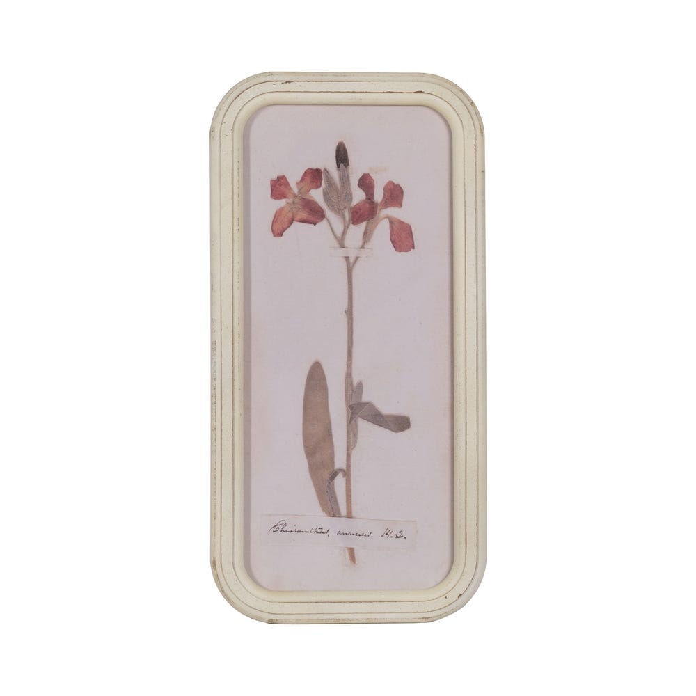 Cuadro alargado flores silvestres (modelo 1)