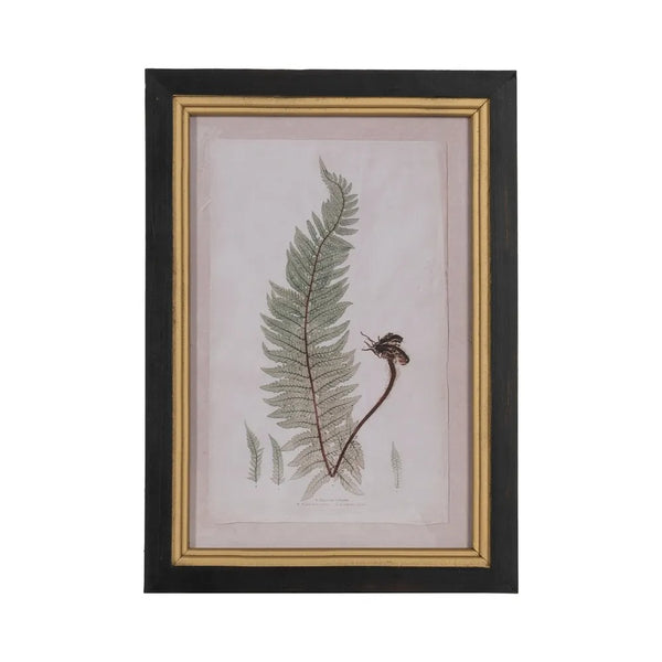 lámina botánica de helecho antiguo con marco negro y dorado