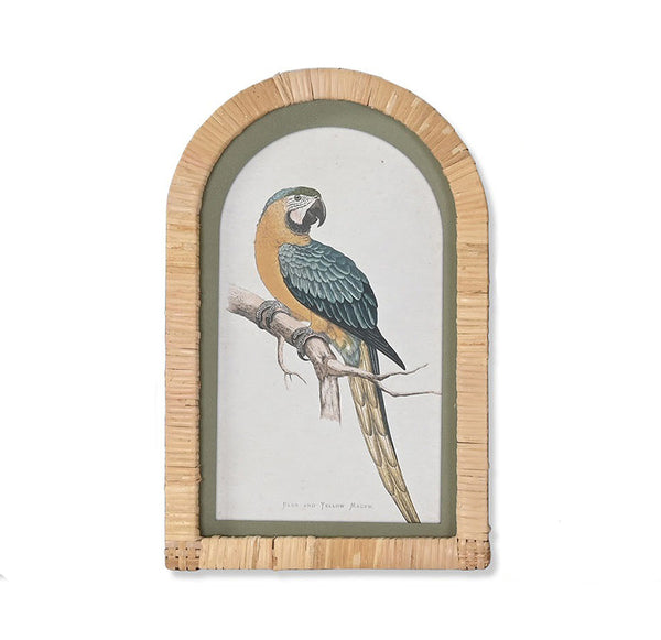 Cuadro decorativo con guacamayo azul y amarillo vintage