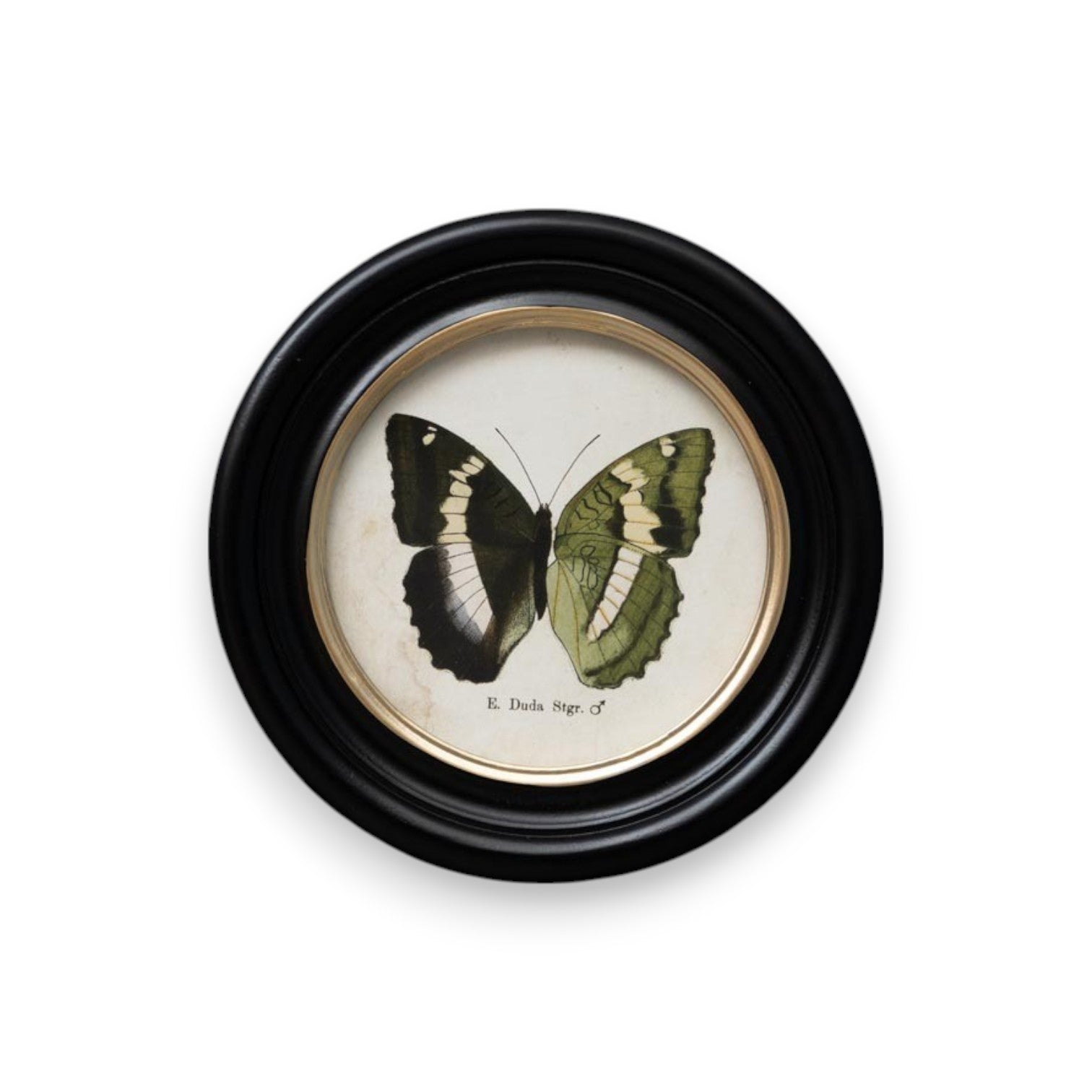 cuadro redondo mariposa E. Duda Stgr. decoración botánica Brocantia