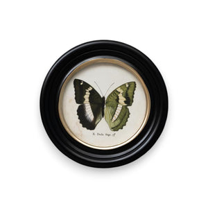 cuadro redondo mariposa E. Duda Stgr. decoración botánica Brocantia