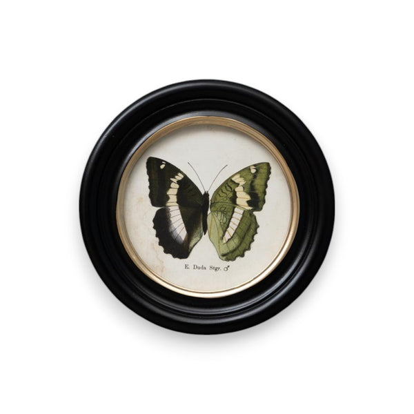 cuadro redondo mariposa E. Duda Stgr. decoración botánica Brocantia