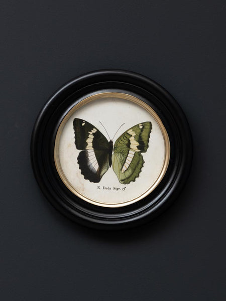 decoración pared mariposas vintage estilo naturalista tienda Brocantia Oviedo