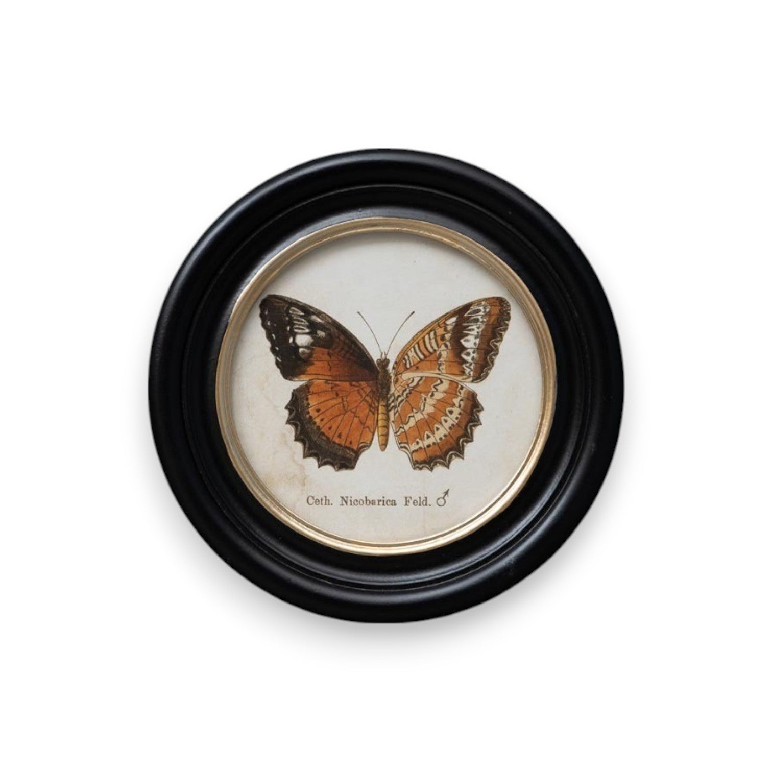 cuadro decorativo redondo mariposa cethosia nicobarica feld en marco negro brocantia tienda oviedo
