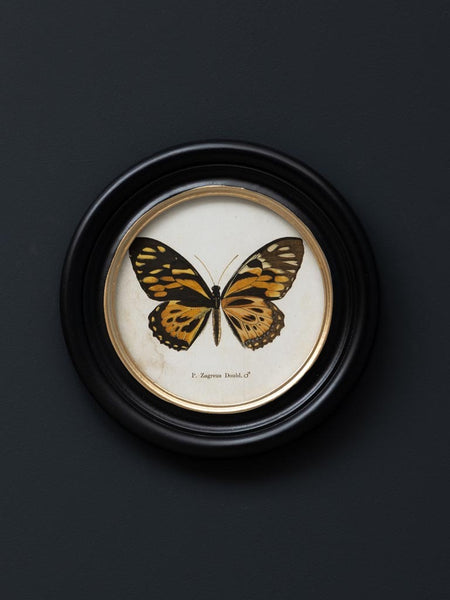 detalle de cuadro mariposa Zagreus Doubl. colgado sobre pared negra – Brocantia objetos singulares tienda decoración vintage