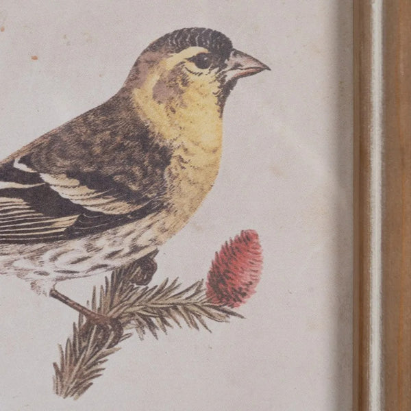 detalle del cuadro naturalista de pájaro