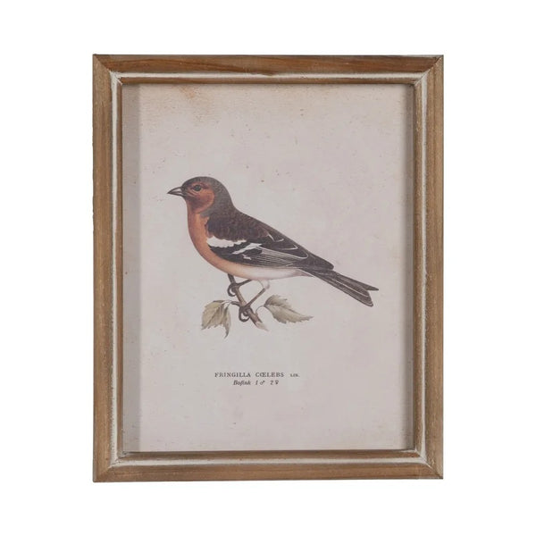 cuadro vintage de ave Fringilla Coelebs