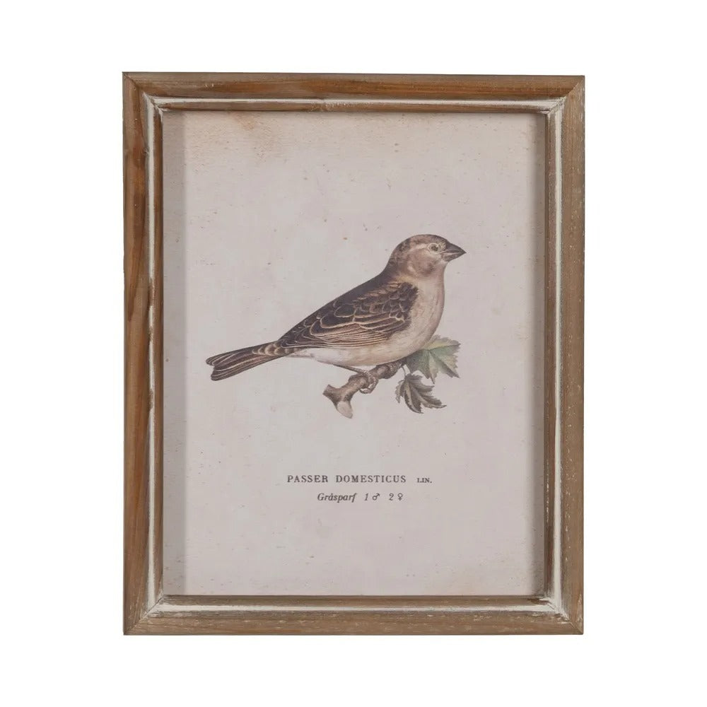 cuadro Passer Domesticus vintage con marco de madera