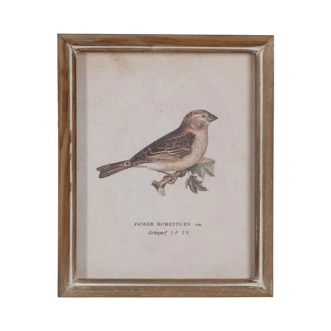 cuadro Passer Domesticus vintage con marco de madera