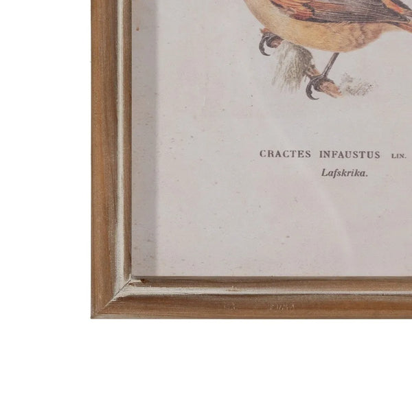 detalle ilustración ornitológica de gorrión común