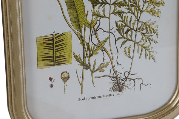 Cuadro botánico helechos