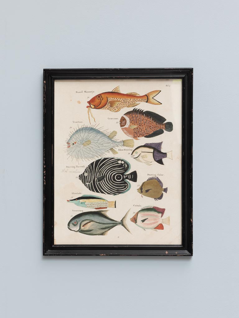 Cuadro peces Louis Renard Brocantia