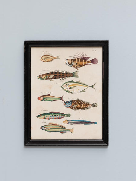 Cuadro peces Louis Renard Brocantia