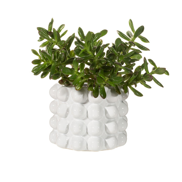 Macetero blanco Bubble con planta suculenta - Brocantia tienda de objetos singulares.