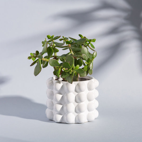 Macetero Bubble blanco con planta en ambiente moderno y luz natural - decoración Brocantia.