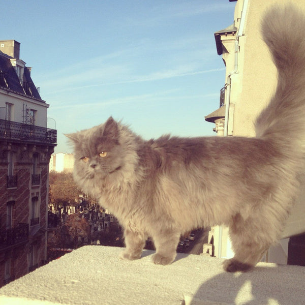 Pinza para el pelo gato Suzette